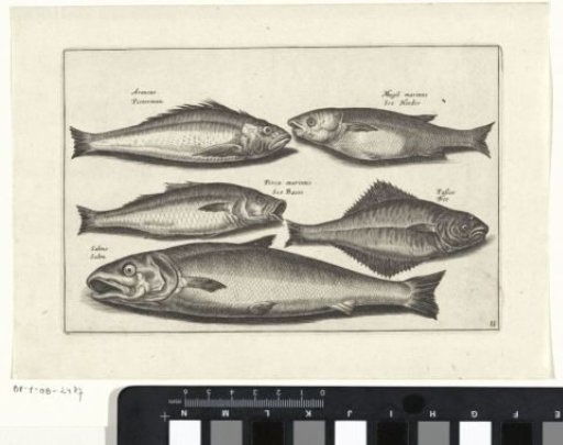 Salmon and four other fish