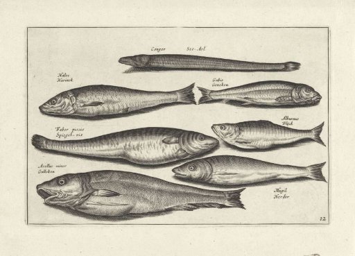 Seven fish