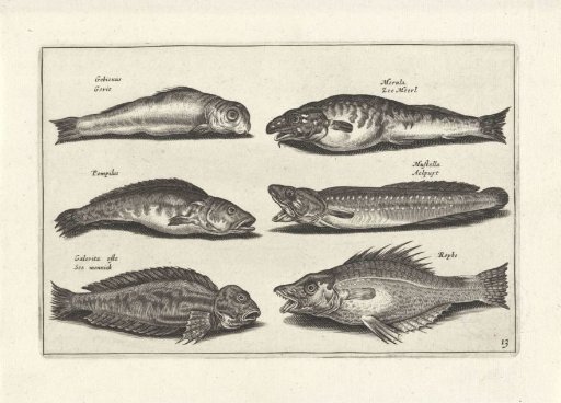 Six fish including an eel