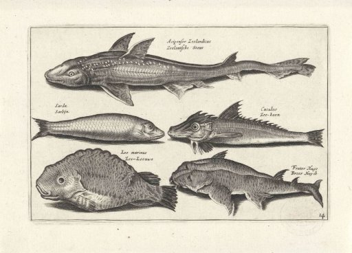 Five fish including a sea bream