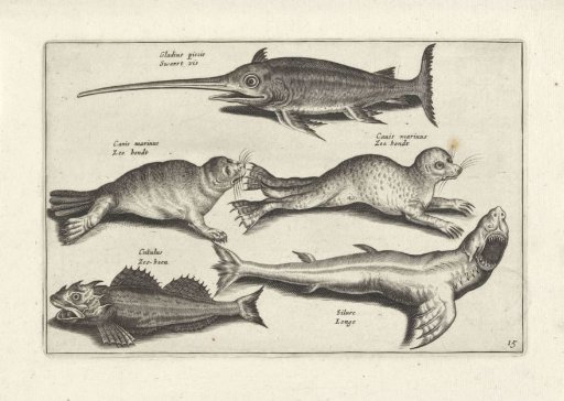 Five sea creatures
