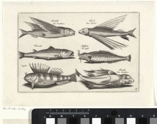 Six fish