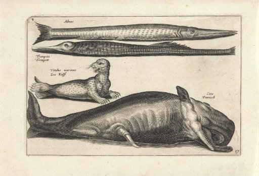Whale and three sea creatures