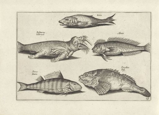 Four fish and a walrus