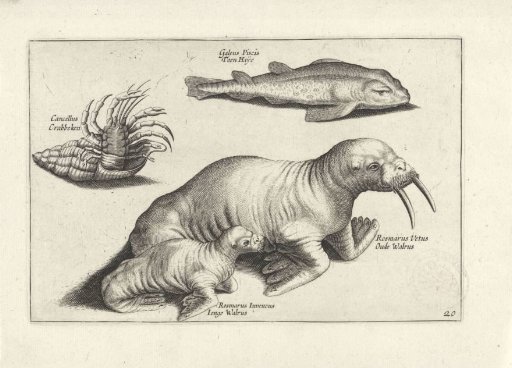 Walruses, a fish and a crab