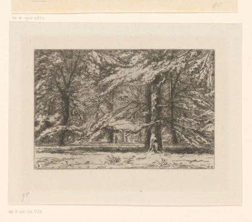 Trees on the estate of Kasteel Groeneveld