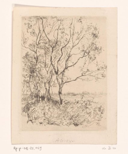 Row of birches on a meadow