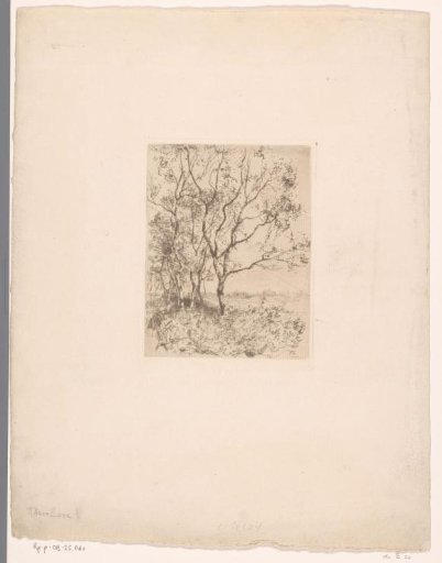 Row of birches on a meadow