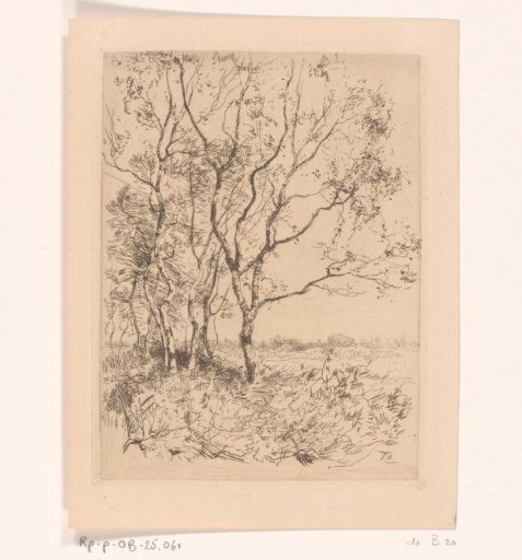 Row of birches on a meadow