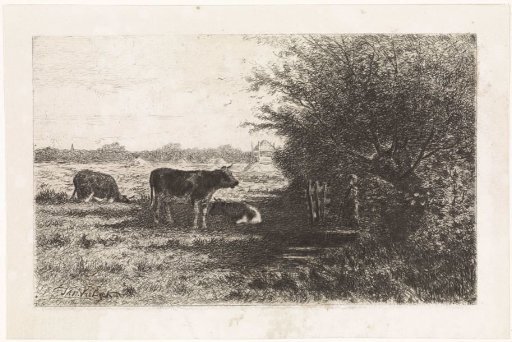 Cows in a meadow