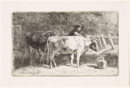 Farmer between two cows at a trough in a stable (large version)