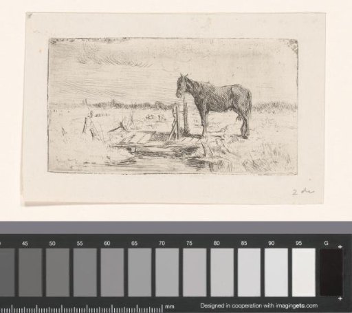 Horse in a meadow