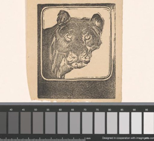 Head of a lioness