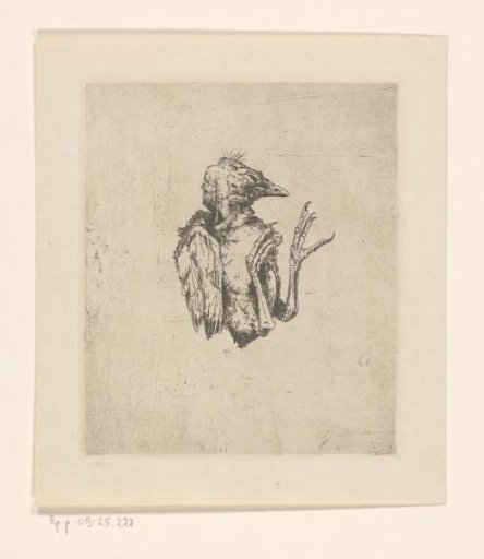 Young dead bird