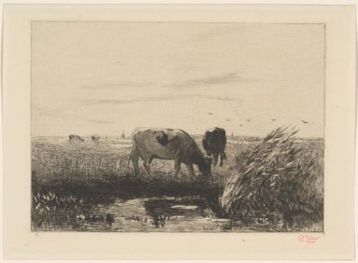 Grazing cows in a meadow