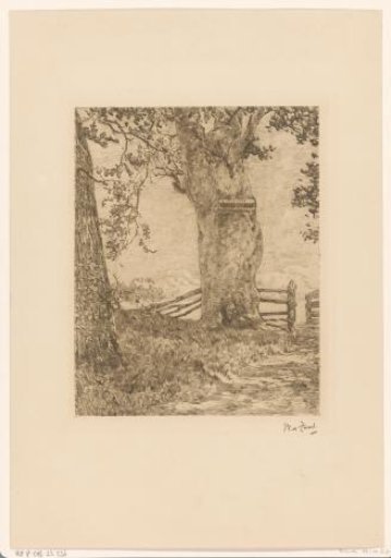 Trees by a fence