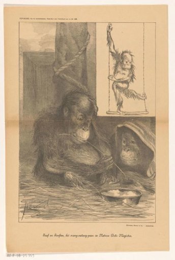 Josef and Josefine, the Orang-Outang Pair in Natura Artis Magistra