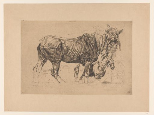 Two horses