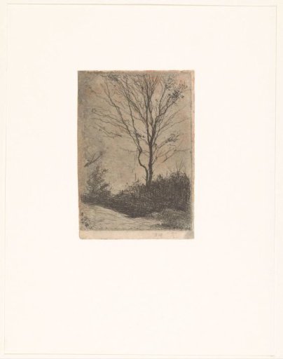 Tree and Bushes along a Path