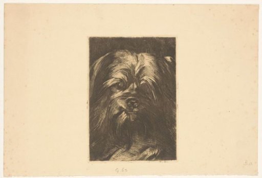 Dog Phoebus