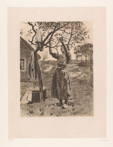 Woman reaching up towards the branches of an apple tree
