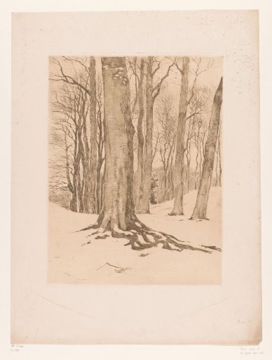 Snowy Forest