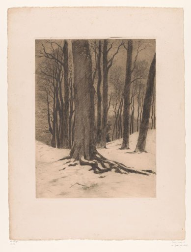 Snowy Forest