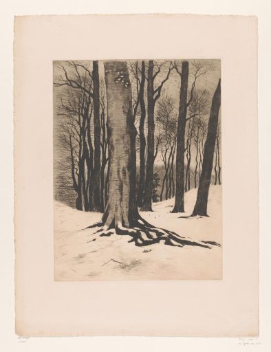 Snowy Forest