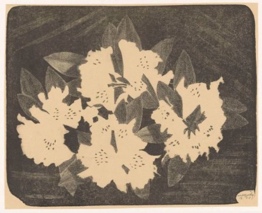 Rhododendron