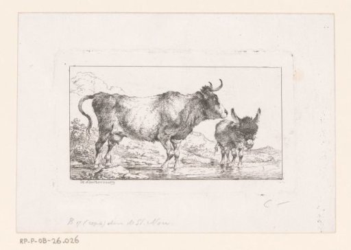 Cow and Donkey Standing in a River