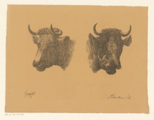 Two ox heads