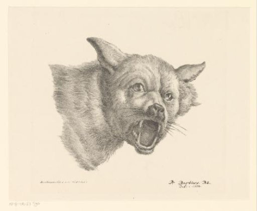 Head of a wolf or dog