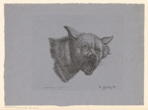 Head of a wolf or dog