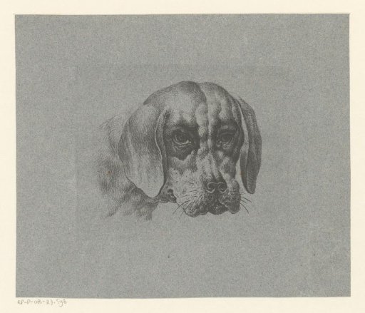Dog's head