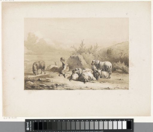 Shepherd and sheep