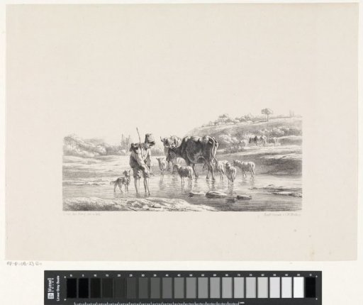 Shepherd boy with flock in shallow water