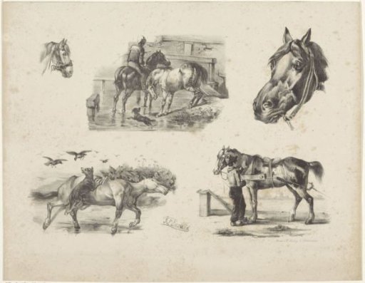 Five horse studies