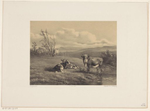 Cows at the water