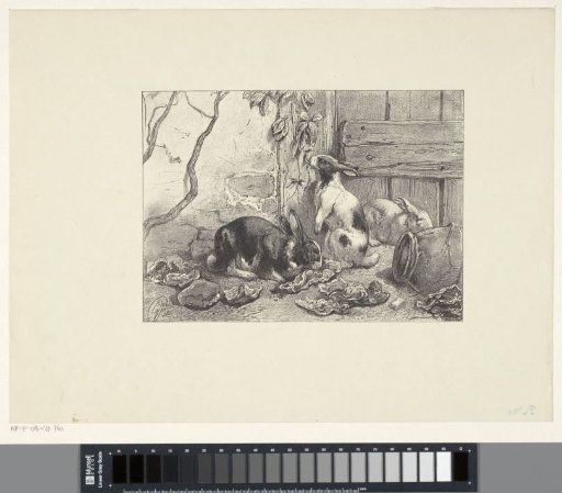 Three rabbits on a farmyard
