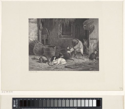 Billy goat and rabbits on a farmyard