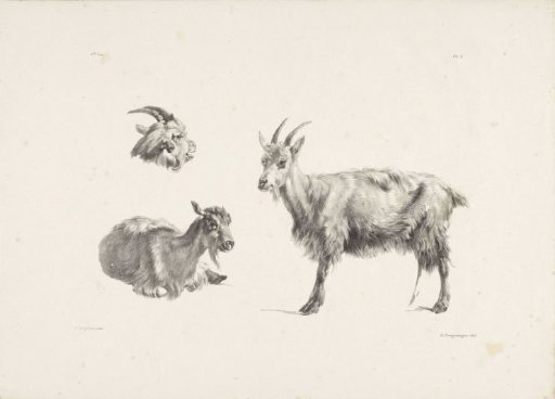 Two bucks and a goat