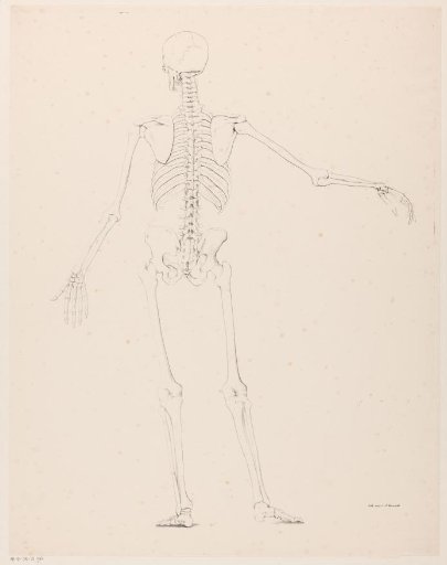 Human skeleton seen from the back