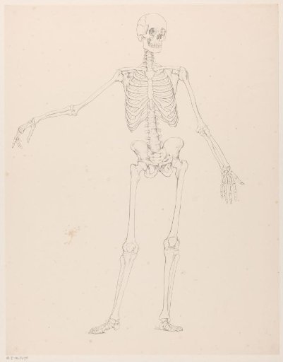 Human skeleton