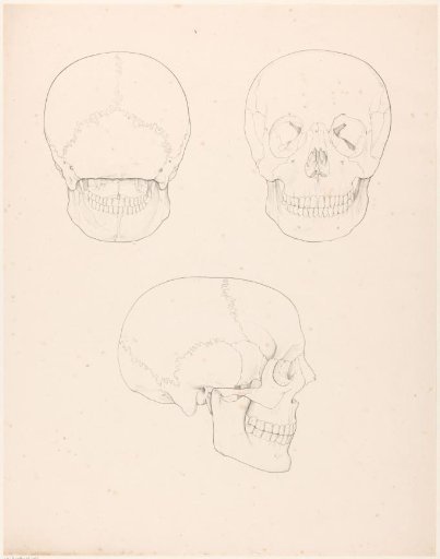 Human skull