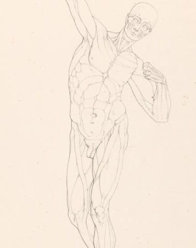 Drawing study of a standing écorché with outstretched arm