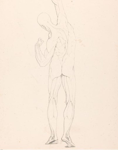 Drawing study of an écorché seen from the back