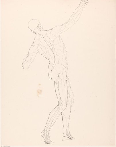 Drawing study of an écorché seen from the side