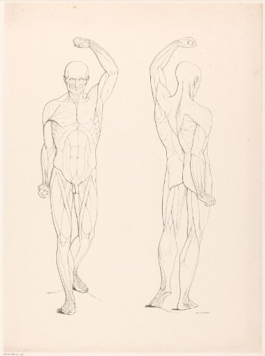 Drawing study of two écorchés