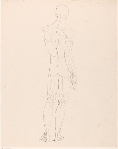 Drawing study of an écorché seen from the back