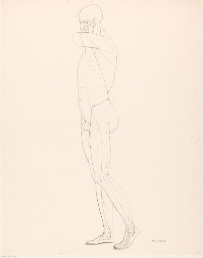 Drawing study of an écorché seen from the side